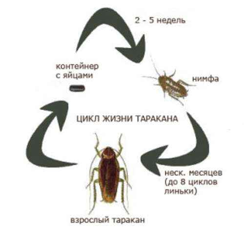 На фото описан цикл жизни таракана